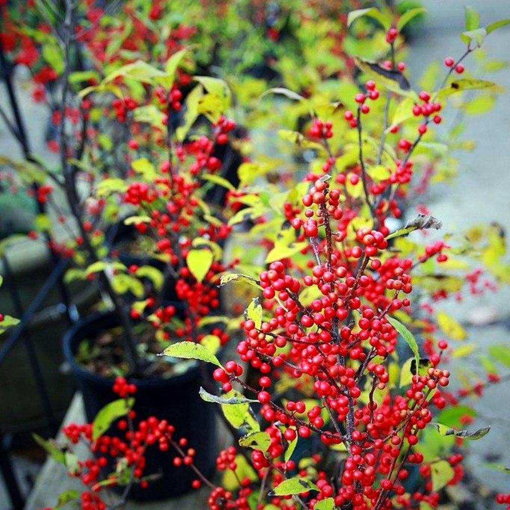 Ilex verticillata 'Sparkleberry' ~ Sparkleberry Winterberry