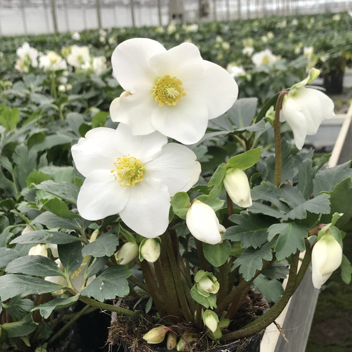 Helleborus niger 'Mon Blanc' ~ Winter Magic™ Mon Blanc Lenten Rose