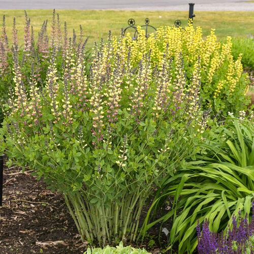 Baptisia 'Pink Lemonade' PP30,669 ~ PW® Decadence® Deluxe Pink Lemonade False Indigo