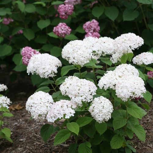 Hydrangea arborescens 'NCHA5' ~ Invincibelle® Wee White Smooth Hydrangea