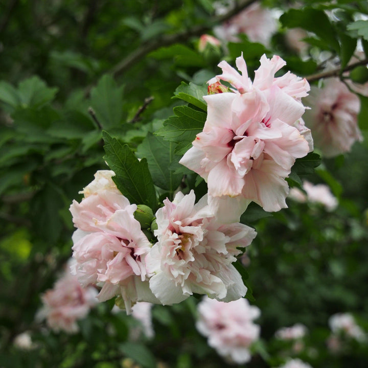 Hibiscus syriacus 'DS02SS' ~ Strawberry Smoothie™ Rose of Sharon