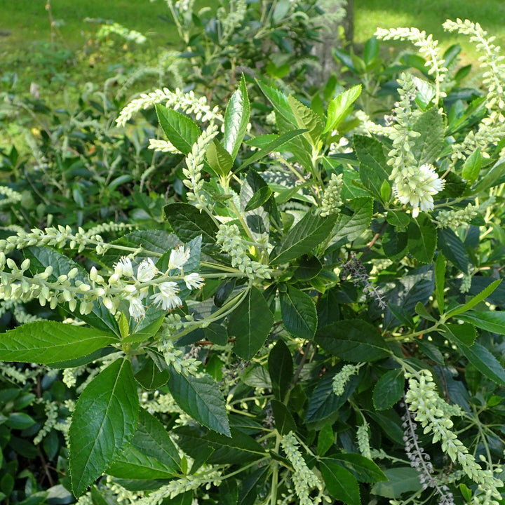 Clethra alnifolia 'Hummingbird' ~ Hummingbird Summersweet