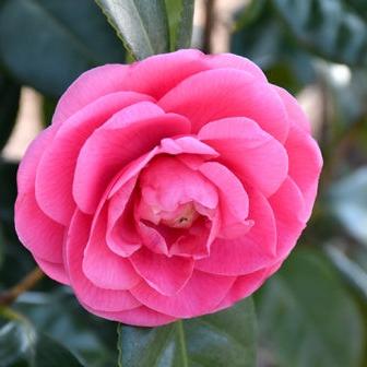Camellia japonica ‘Jerry Hill’ ~ Jerry Hill Camellia