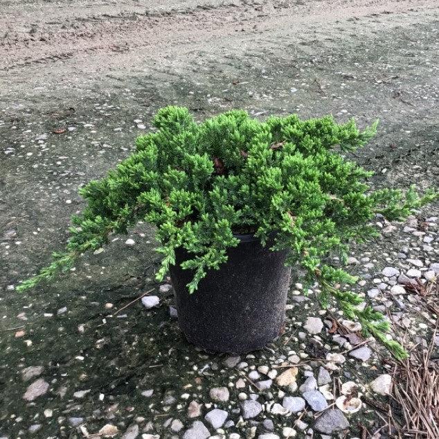 Juniperus procumbens 'Nana' ~ Enebro de jardín japonés