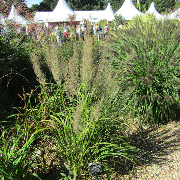 Calamagrostis brachytricha ~ Reed Grass