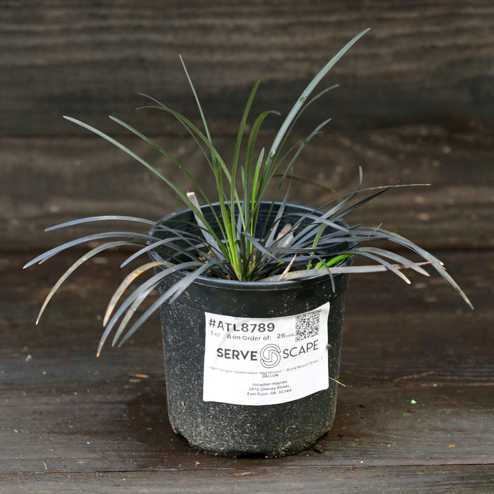 Ophiopogon planiscapus 'Nigrescens' ~ Black Mondo Grass