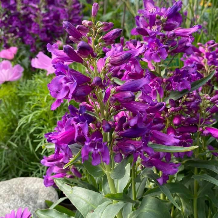 Penstemon 'Pristine Lilac Purple' ~ Pristine Lilac Purple Beardtongue