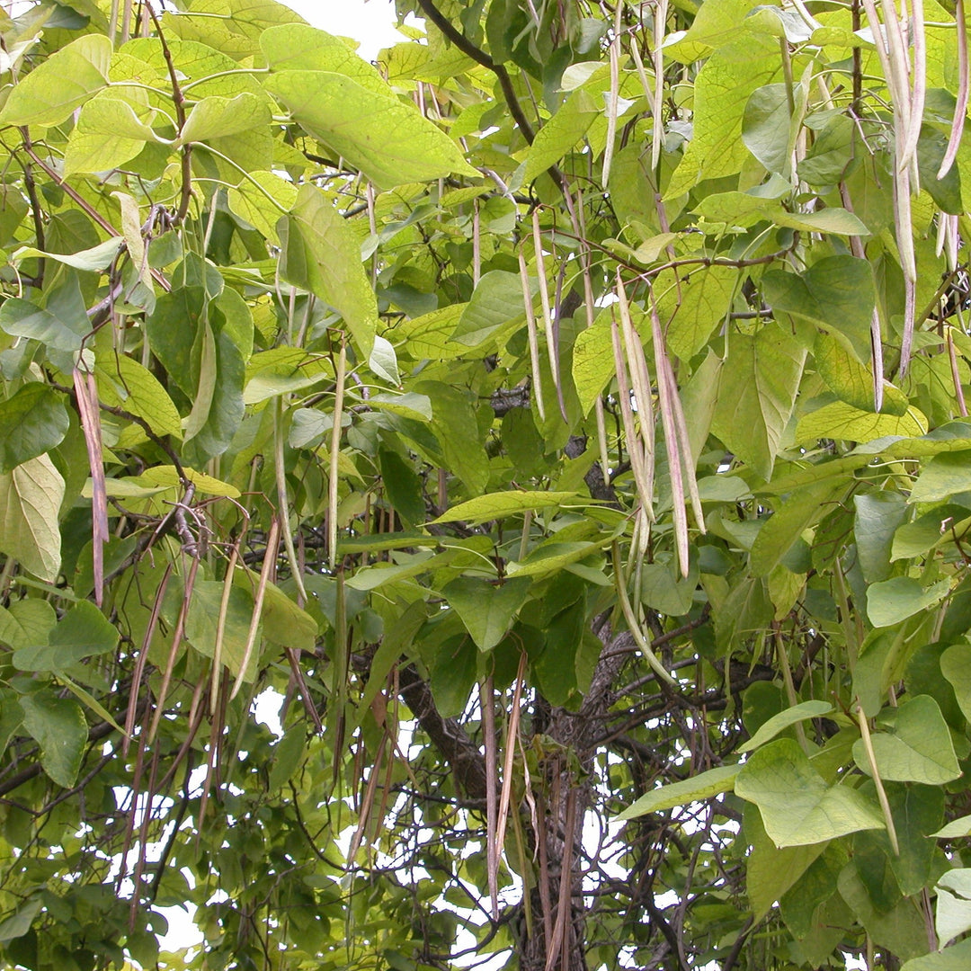 Catalpa speciosa ~ Northern Catalpa