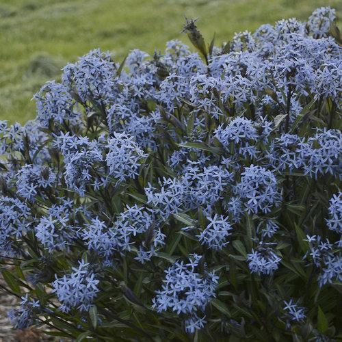 Amsonia tabernaemontana 'Storm Cloud' ~ Storm Cloud Blue Star