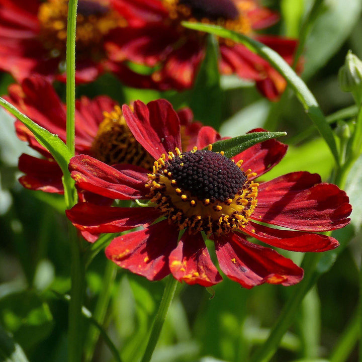 Helenium autumnale 'Salsa' ~ Mariachi™ Salsa Sneezeweed