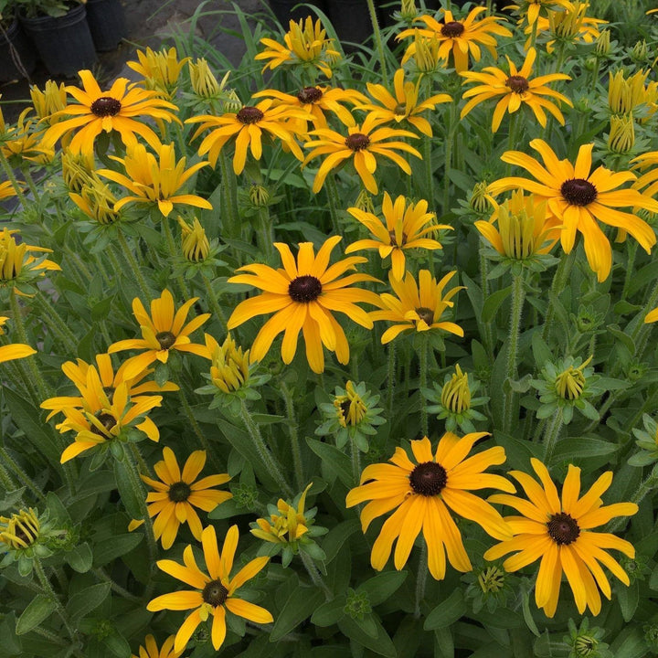 Rudbeckia x 'Glitters Like Gold' ~ Glitters Like Gold Black-Eyed Susan
