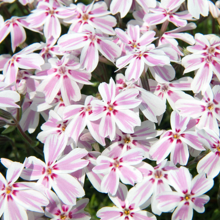 Phlox subulata 'Candy Stripes' ~ Candy Stripes Creeping Phlox