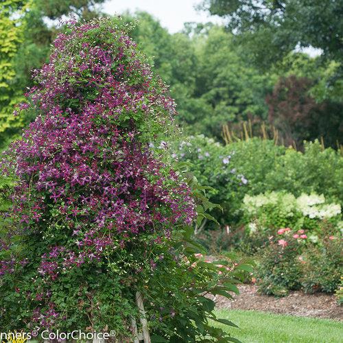 Clematis 'Sweet Summer Love' ~ Sweet Summer Love Clematis