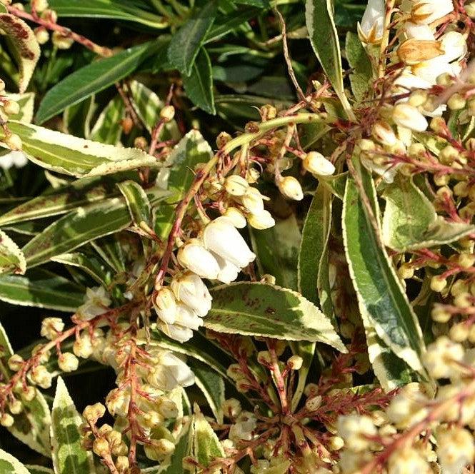 Pieris japonica 'Flaming Silver' ~ Flaming Silver Pieris