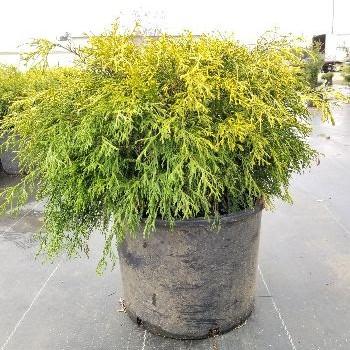 Chamaecyparis pisifera 'Golden Mop' ~ Golden Mop Falso Ciprés