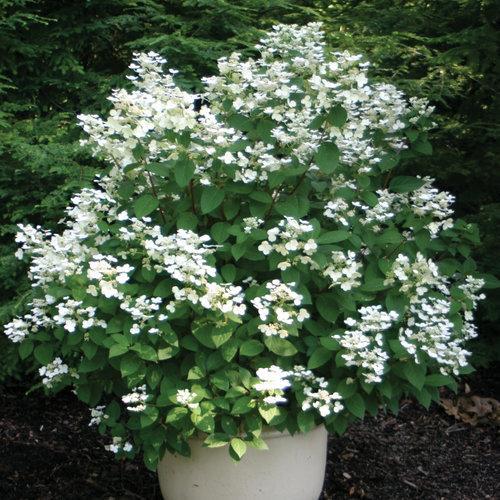 Hydrangea paniculata 'Bulk' PP16,812 ~ Quick Fire® Hydrangea