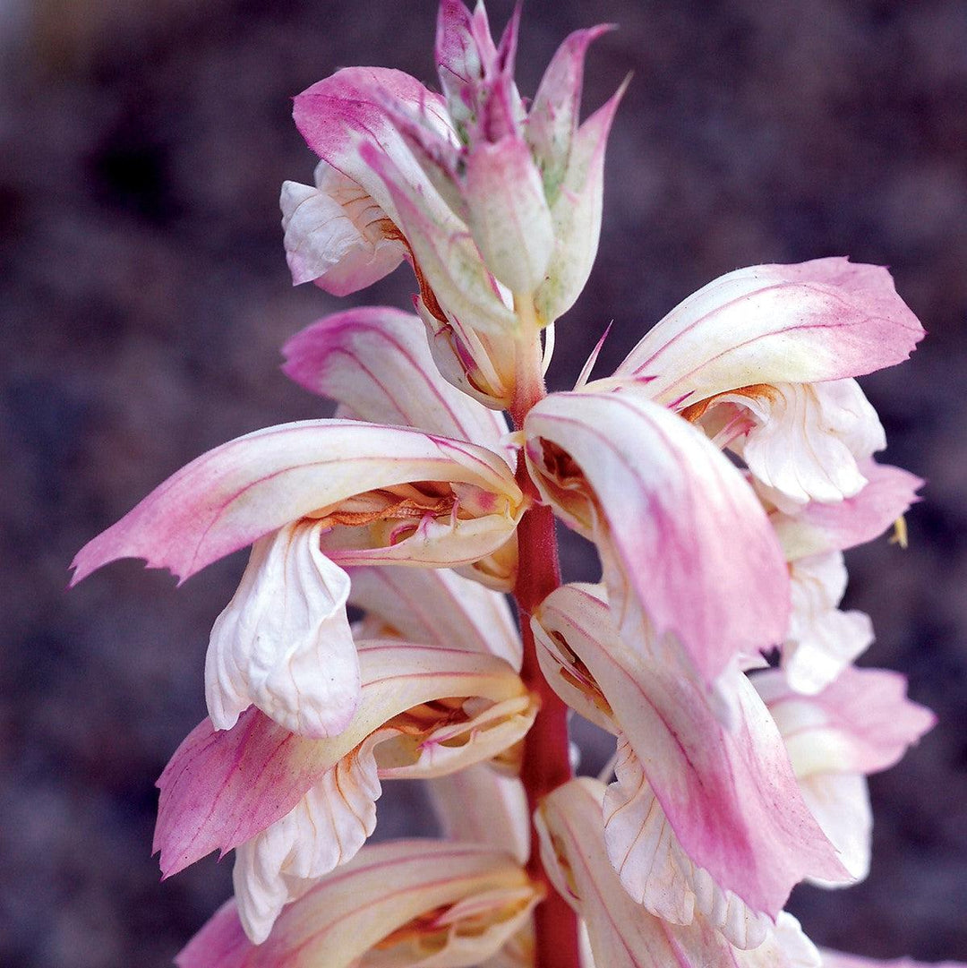 Acanthus x 'Whitewater' ~ Whitewater Bear's Breeches