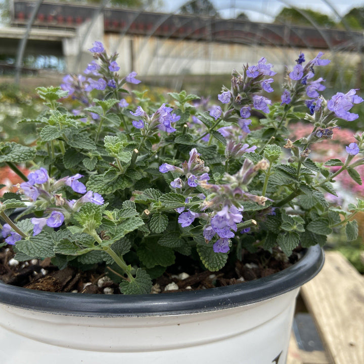 Nepeta x faassenii ‘Cat’s Pajamas’ ~ Cat's Pajamas Catmint