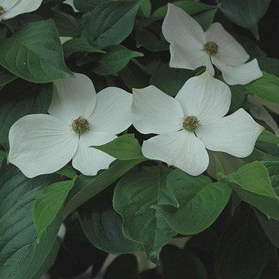 Cornus x elwinortonii 'KN4-43' ~ Starlight® Dogwood