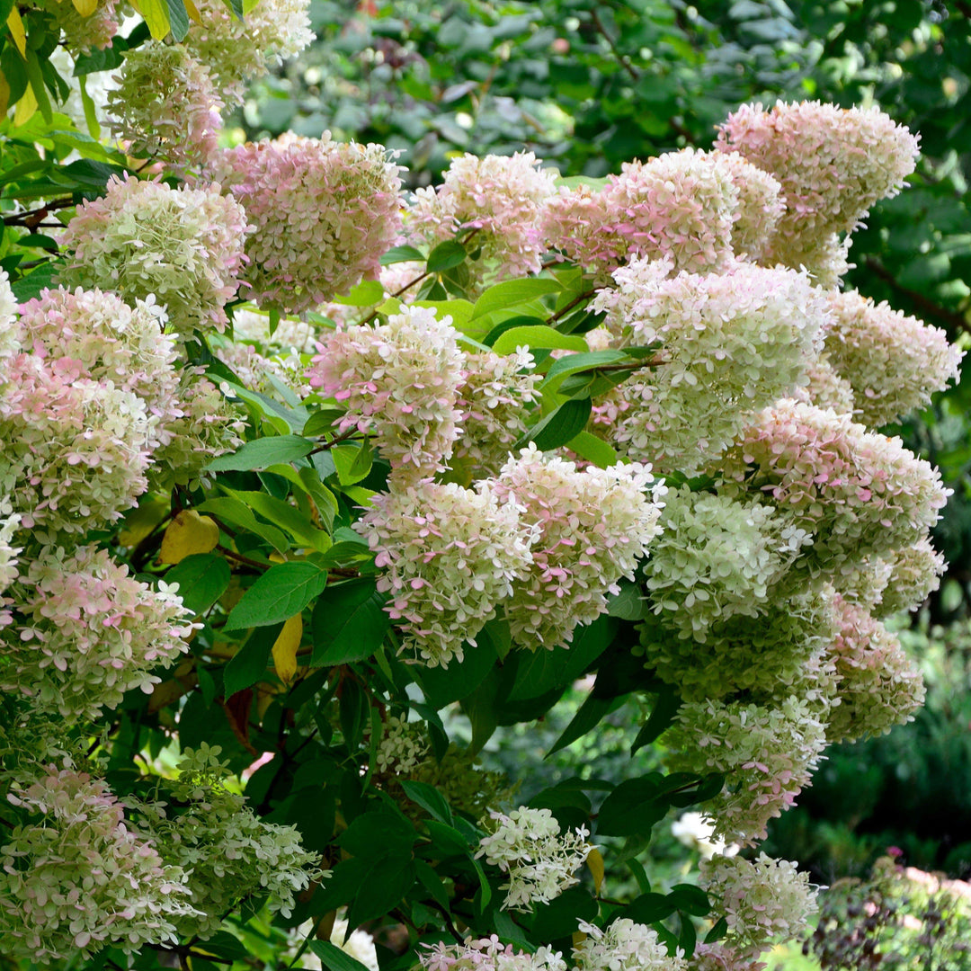 Hortensia paniculata 'Ilvobo' PP22782 ~ Proven Winners® Color Choice® Bobo® Hortensia