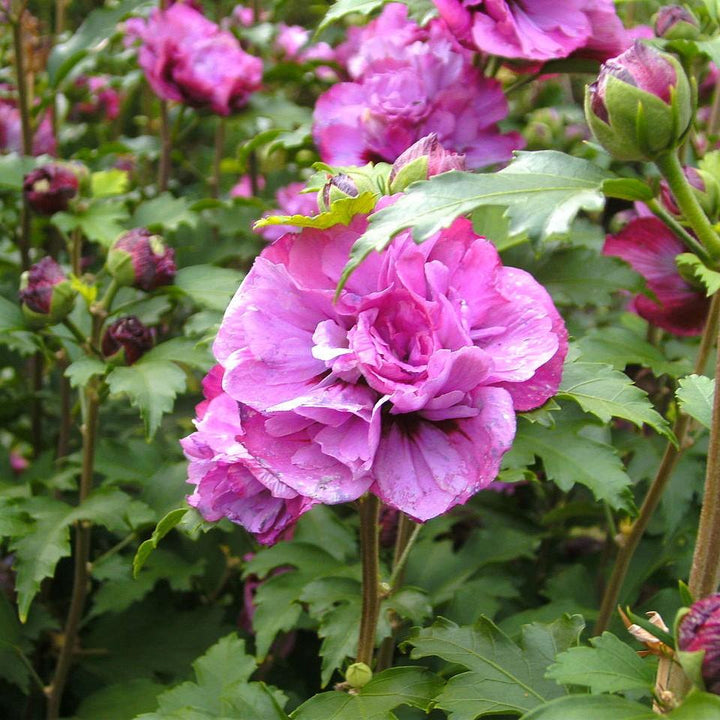 Hibiscus syriacus 'DS03RS' ~ Raspberry Smoothie™ Rose of Sharon