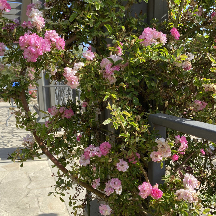 Rosa x 'Peggy Martin' ~ Peggy Martin Climbing Rose