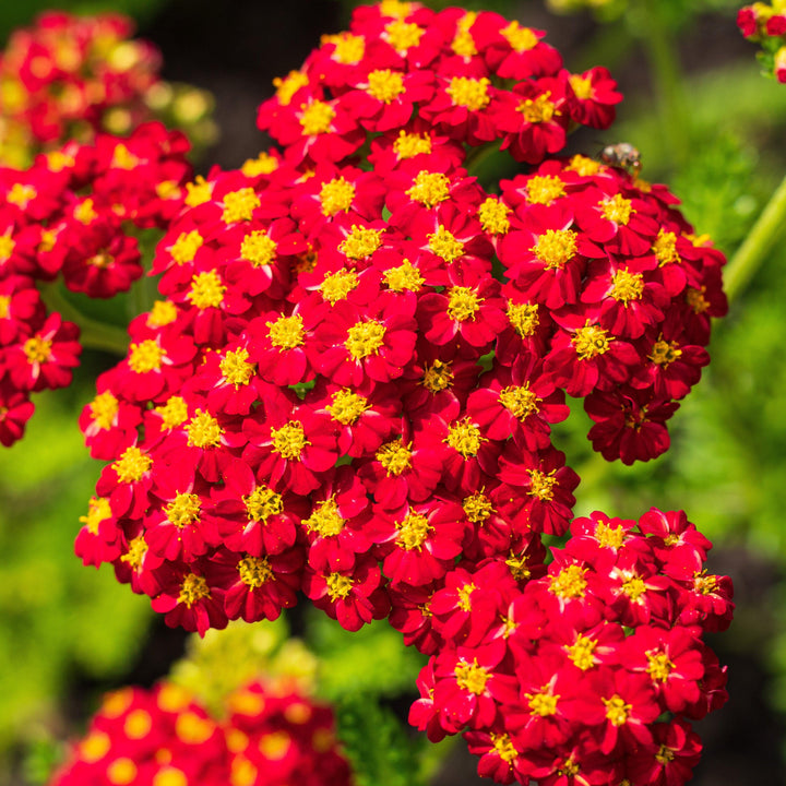 Achillea millefolium 'Strawberry Seduction' ~ Strawberry Seduction Yarrow