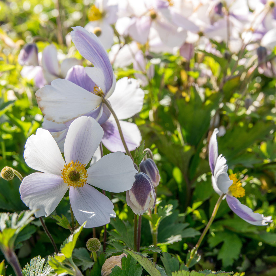 Anemone 'Macane001' ~ Wild Swan™ Anemone