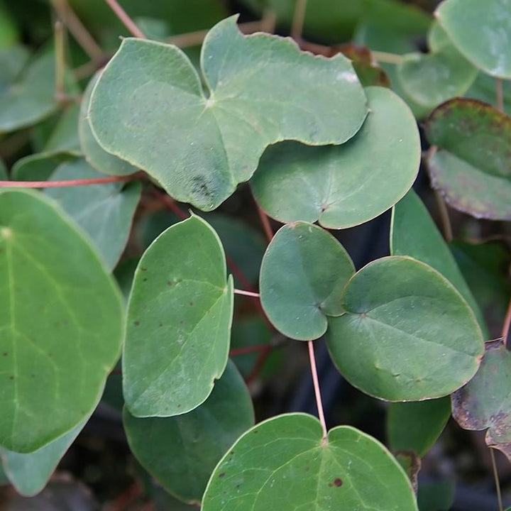 Epimedium grandiflorum 'Lilafee' ~ Lilafee Bishop's Hat