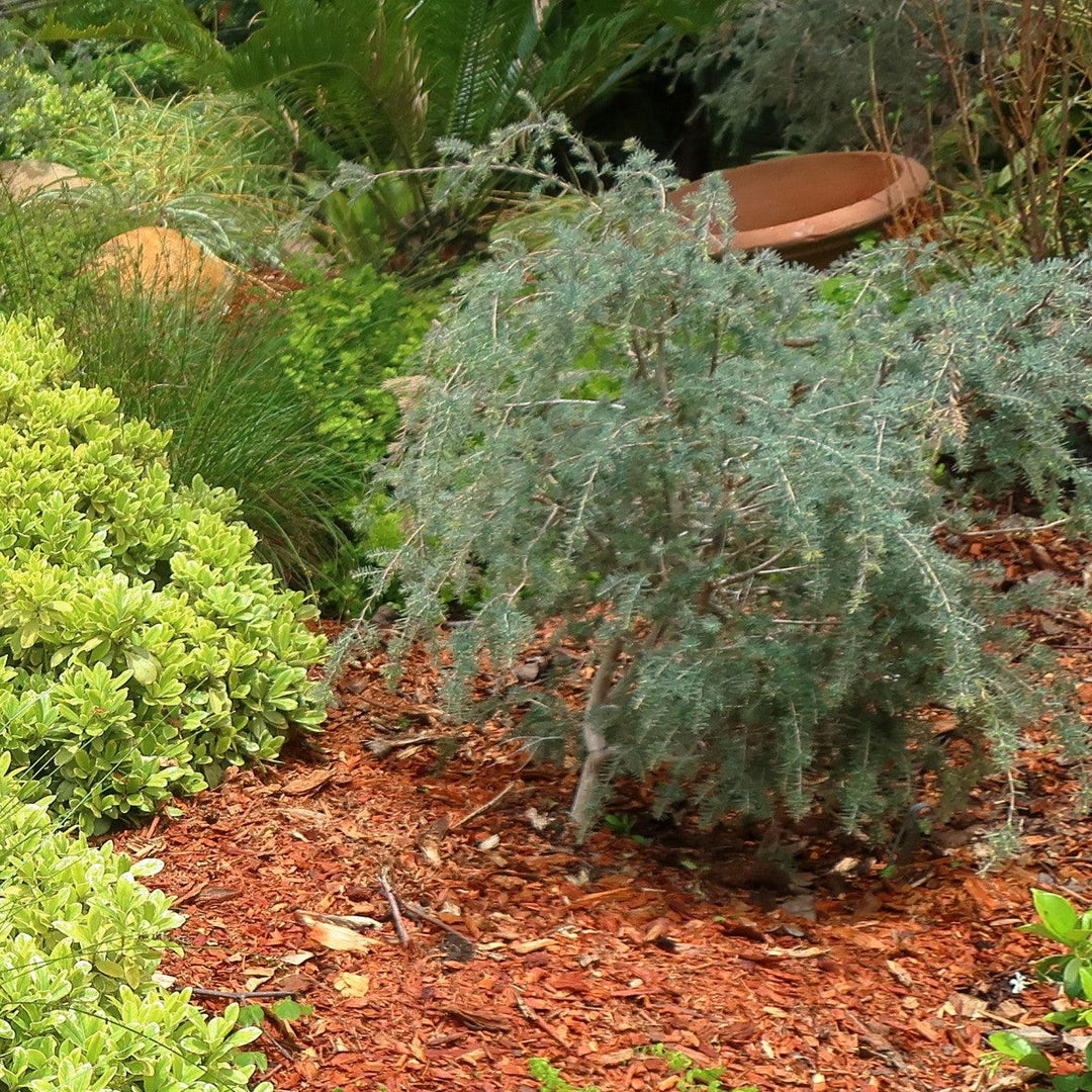 Cedrus deodara 'Feelin' Blue' ~ Feelin' Blue® Deodar Cedar