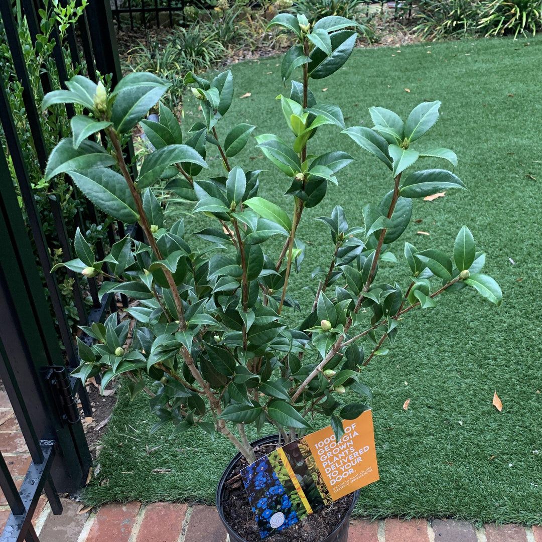 Camellia sasanqua 'Setsugekka' ~ Setsugekka Camellia