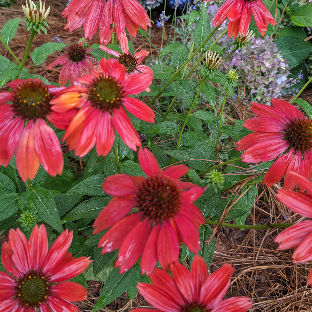 Echinacea x 'Cheyenne Spirit' ~ Cheyenne Spirit Echinacea, Coneflower