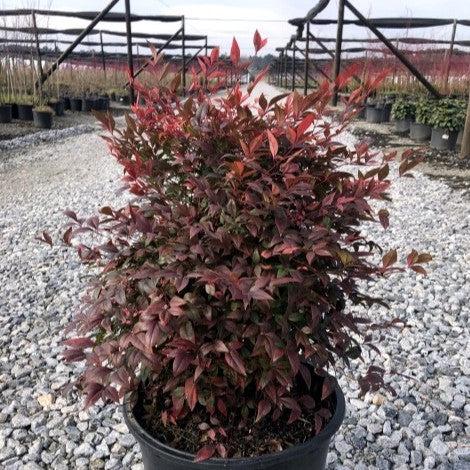 Nandina domestica 'Gulf Stream' ~ Gulf Stream Heavenly Bamboo