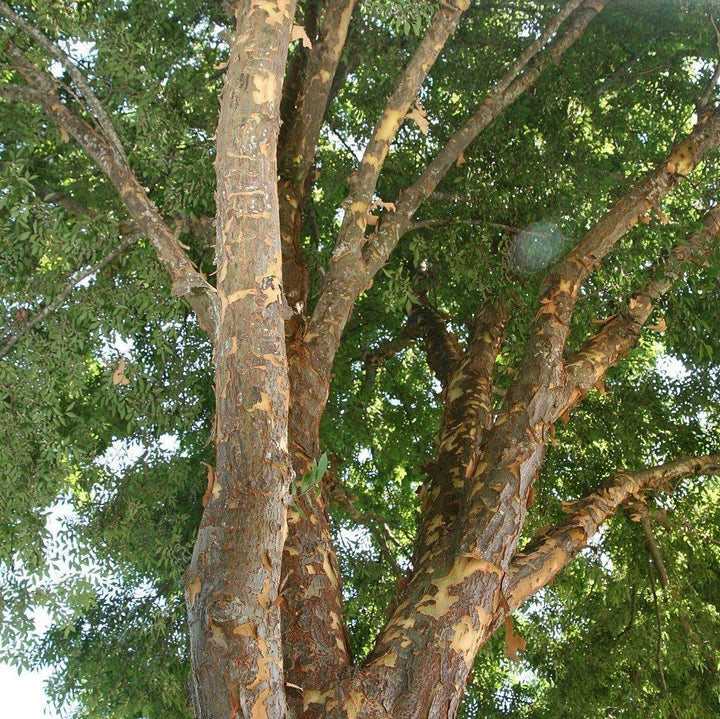 Ulmus parvifolia 'Emer II' ~ Allee Lacebark Elm