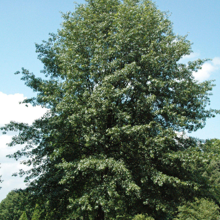 Quercus coccinea ~ Scarlet Oak