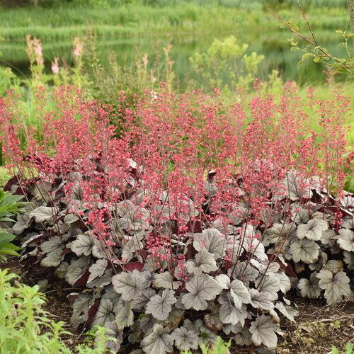 Heuchera 'Silver Gumdrop' PP29207 ~ Dolce® Silver Gumdrop Heuchera