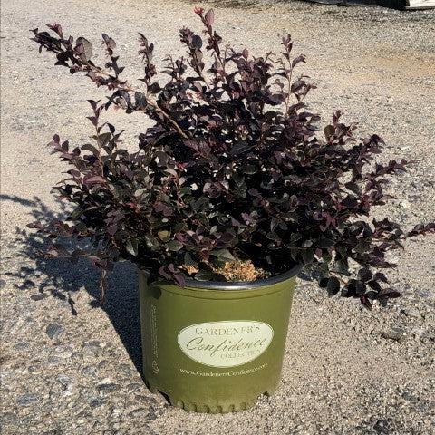 Loropetalum chinense 'Chang Nian Hong' ~ Ever Red® Fringe Flower