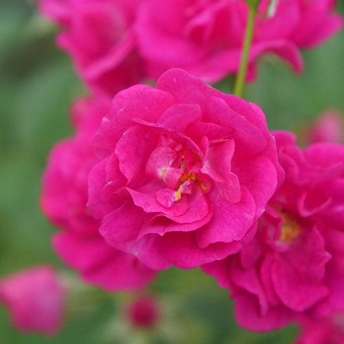 Rosa x 'Phyllis Sherman' ~ Oso Easy Peasy® Rosa