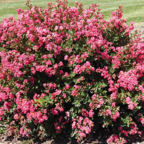 Lagerstroemia indica 'Conlagras' PP #29,006 ~ Bellini® Raspberry Crape Myrtle