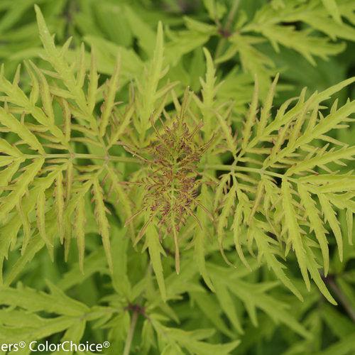 Sambucus racemosa 'SMNSRD4' ~ Lemony Lace® Elderberry