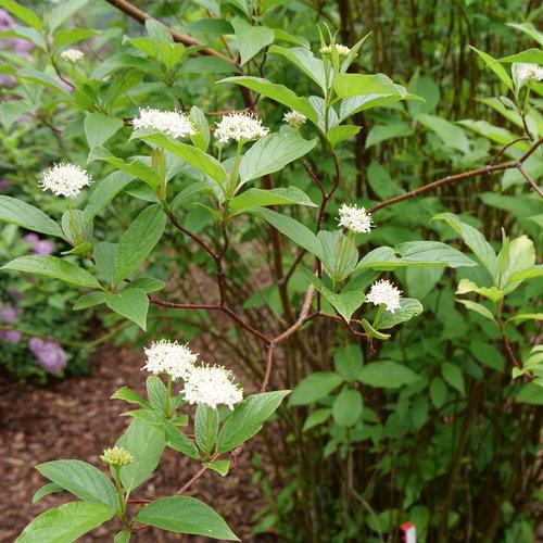 Cornus stolonifera 'Farrow' ~ Arctic Fire® Cornejo de ramita roja