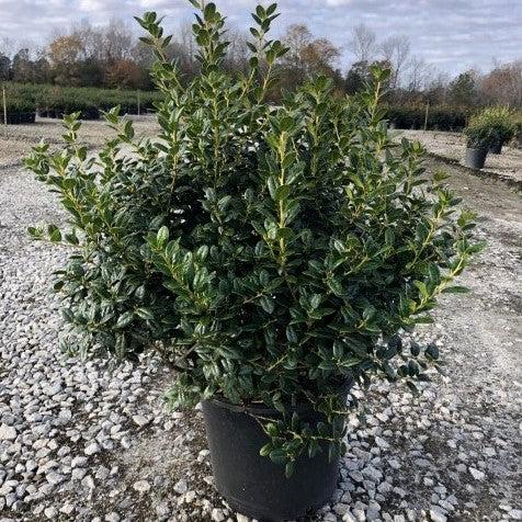 Ilex cornuta 'Burfordii Nana' ~ Acebo enano de Burford