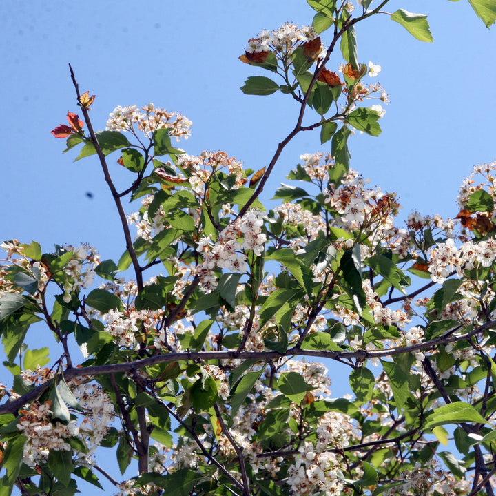 Crataegus viridis 'Winter King' ~ Winter King Green Hawthorn