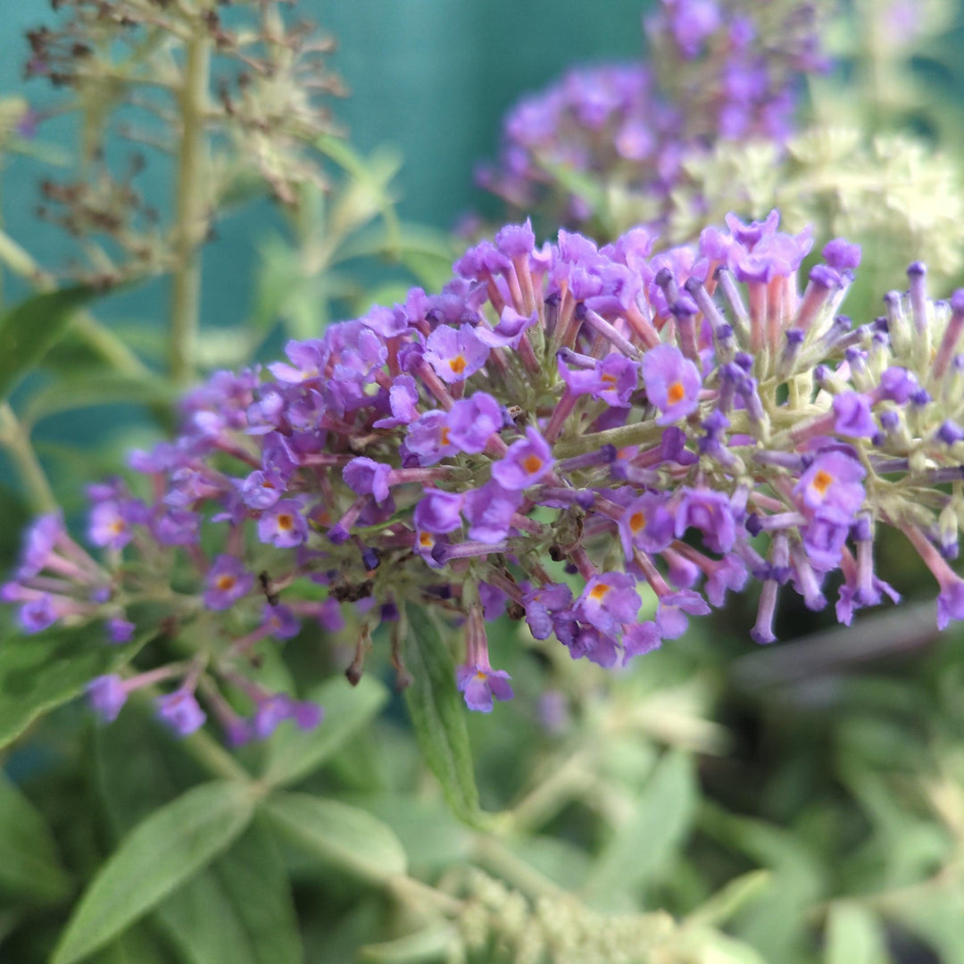 Buddleia 'Purple Haze' ~ Arbusto de mariposa Lo &amp; Behold® Purple Haze