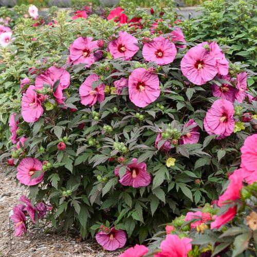 Hibiscus 'Berry Awesome' PP27936 ~ Summerific® Berry Awesome Hibiscus