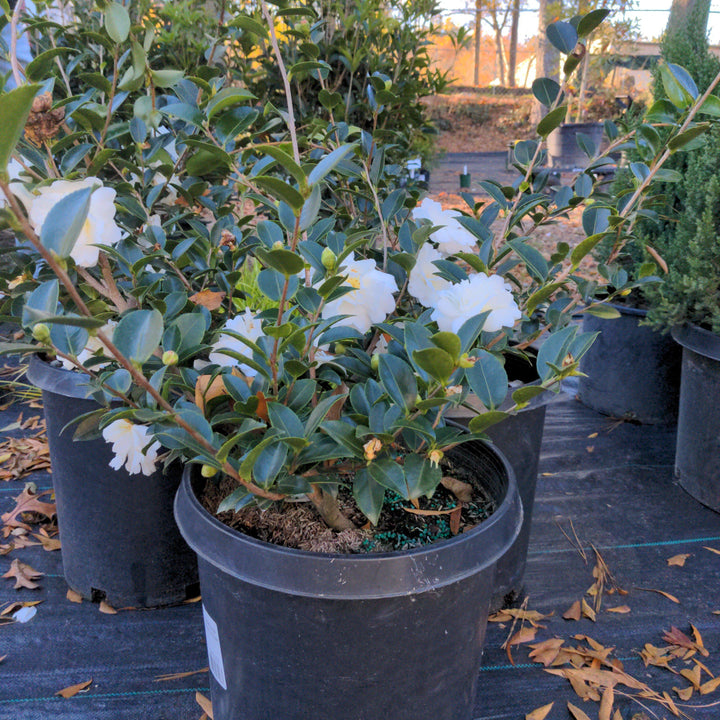 Camellia sasanqua 'Mine-No-Yuki' ~ Palomas Blancas Camelia