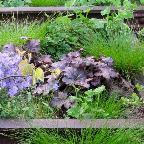 Heuchera x 'Frosted Violet' ~ Frosted Violet Coral Bells