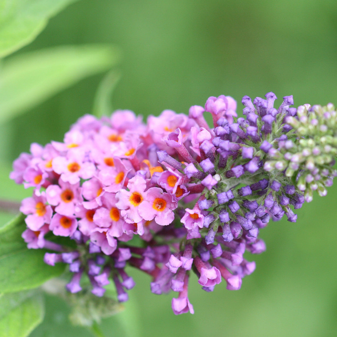 Buddleia x weyeriana 'Bicolor' ~ Bicolor Butterfly Bush