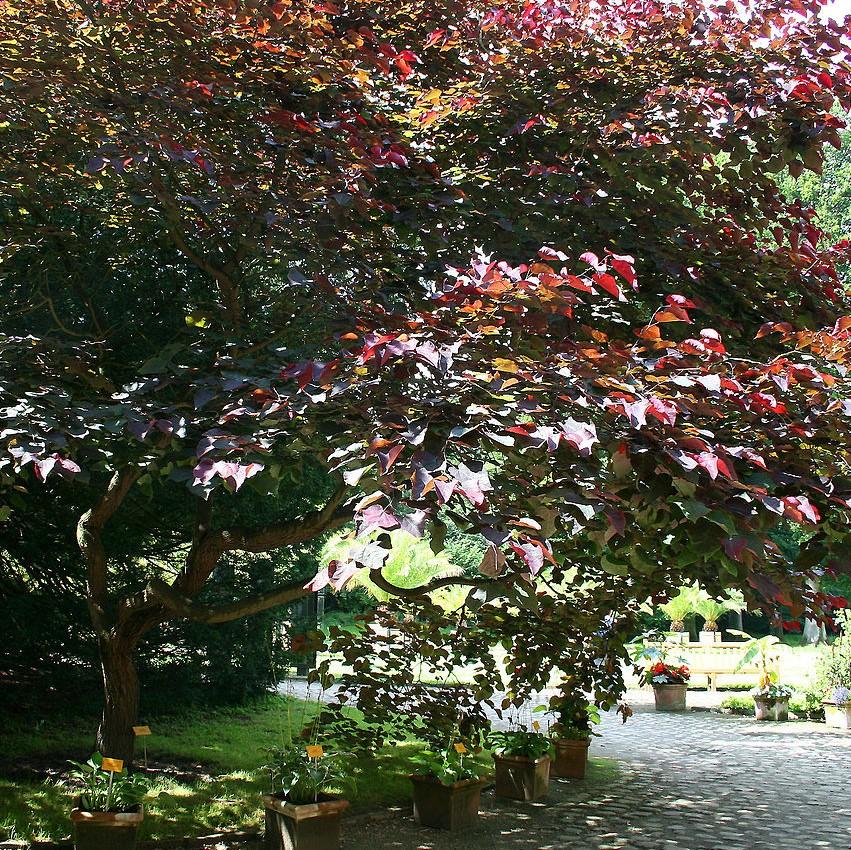 Cercis canadensis 'Pensamiento del bosque' ~ ​​Pensamiento del bosque Redbud oriental