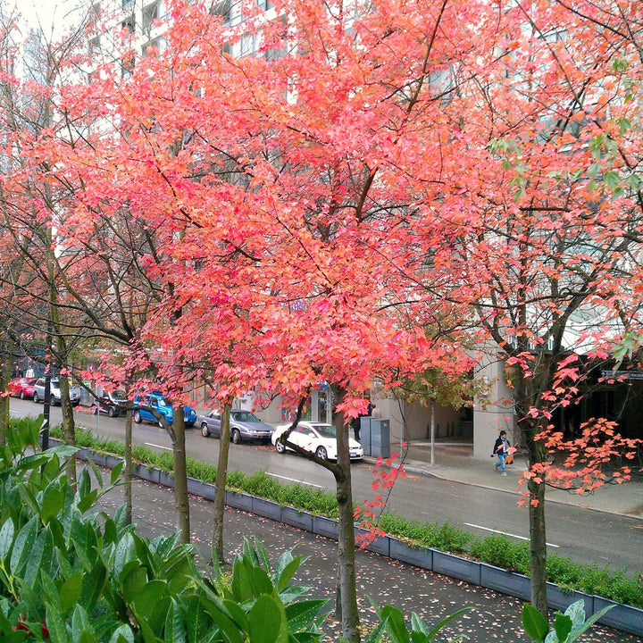 Acer rubrum 'Franksred' ~ Red Sunset® Red Maple